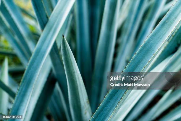 detail of blue agave in jalisco mexico - tequila fotografías e imágenes de stock