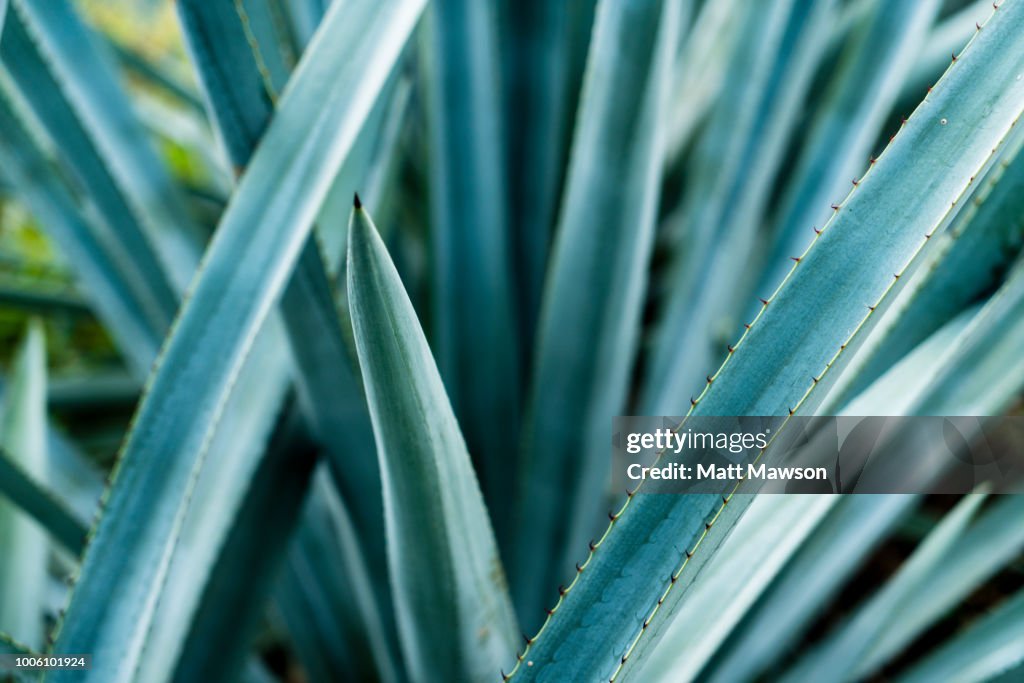 Detail of Blue Agave in Jalisco Mexico