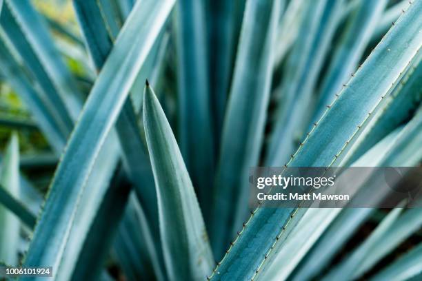 detail of blue agave in jalisco mexico - tequila mexico stock pictures, royalty-free photos & images