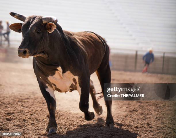 wissen van de stier van de rodeo-arena - bull riding stockfoto's en -beelden