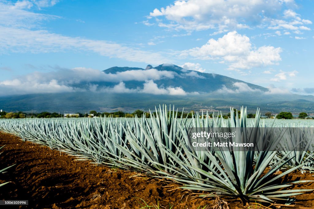 A field of Blue Agave in Jalisco Mexico