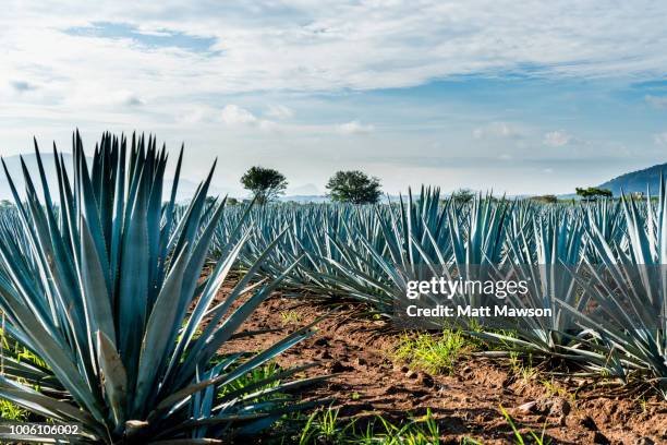 a field of blue agave in jalisco mexico - blue agave plant stock pictures, royalty-free photos & images