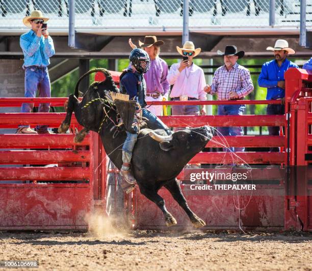 Bull Riding Rodeo Practice Cowboy Bull Riding In Rodeo Arena High-Res Stock Photo - Getty Images