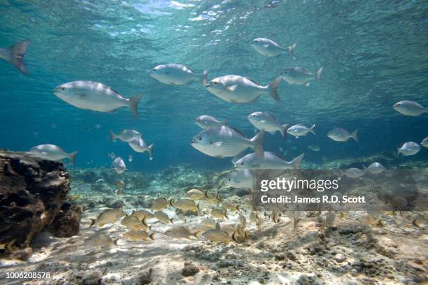 school of bermuda chub and grunt fish - bermuda chub stock pictures, royalty-free photos & images