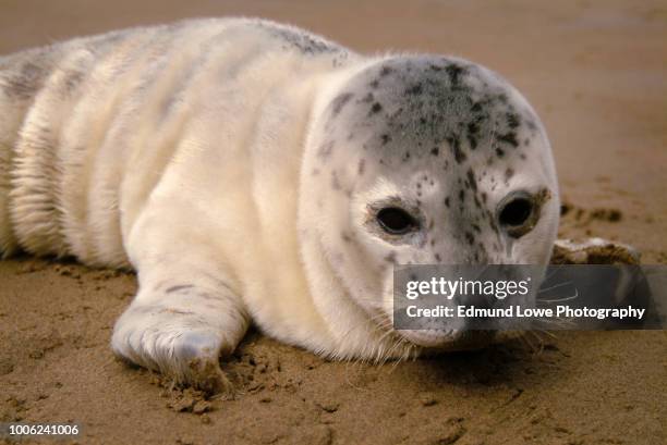 seal pup on an oregon beach. - seehundjunges stock-fotos und bilder