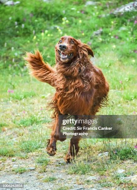 close up image of a purebred male irish setter running away with scared, funny face - man running away stock-fotos und bilder