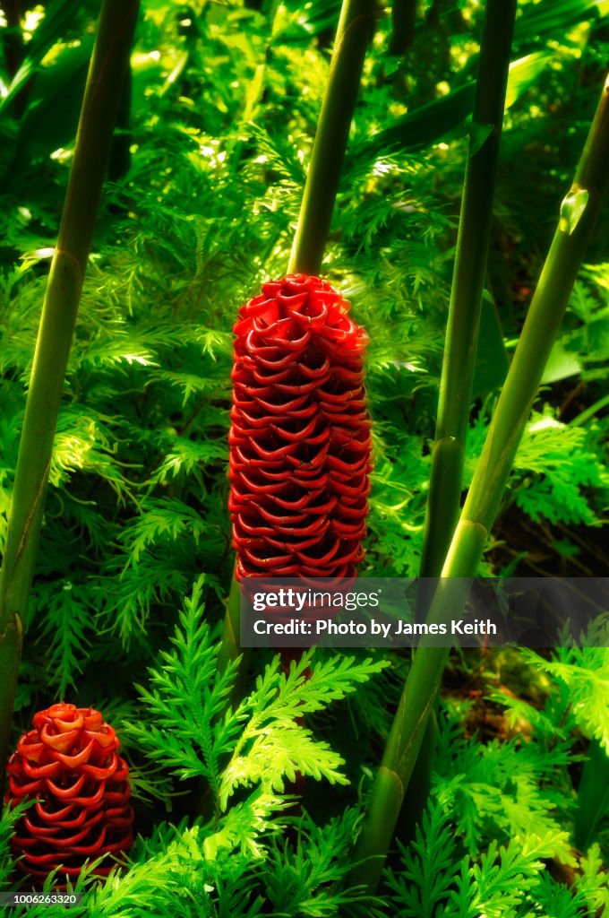 The shampoo ginger (awapuhi) can be used as a shampoo, hair conditioner, aromatic, and even a food flavoring.