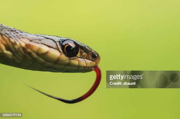 serpiente de jarretera - garter snake fotografías e imágenes de stock