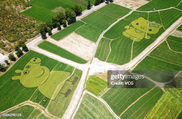 Rice field painting featuring cartoon characters 'Peppa Pig' and 'Hello Kitty' is on display at She County on July 21, 2018 in Huangshan, Anhui...