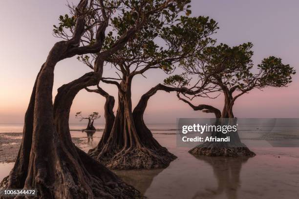 walakiri beach, sumba island - mangrove tree stock pictures, royalty-free photos & images