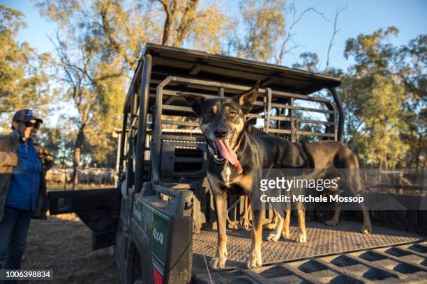 Penny McIntosh with a couple of the farm's kelpie dogs; a good working dog can do the work of 2 or 3 people. On July 5, 2018 in Moree, Australia....