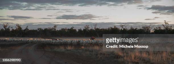 Penny McIntosh musters sheep back to their paddock after a day in the shearing shed on July 6, 2018 in Moree, Australia. Penny and Michael McIntosh...
