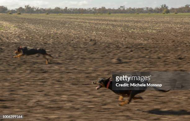 Penny McIntosh takes a a couple of the farm's kelpie dogs for a good run; a good working dog can do the work of 2 or 3 people. On July 6, 2018 in...