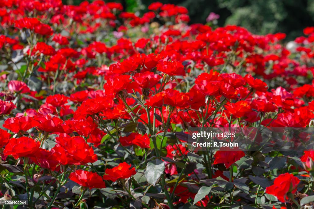 Sunny Red Roses Red Roses On Sunny Sky Background In The Garden High-Res Stock Photo ...