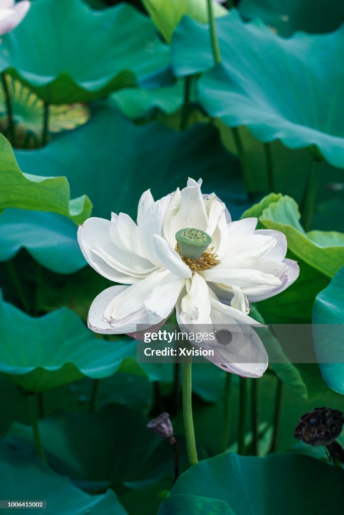 Mutated lotus flower new species blooming