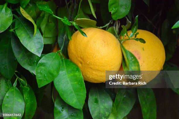 Ruby Red Grapefruit Under Ripe 725 Ruby Grapefruit Stock Photos, High-Res Pictures, and Images - Getty ...