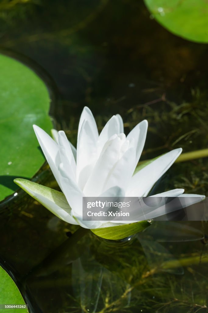 Lotus flower new species blooming