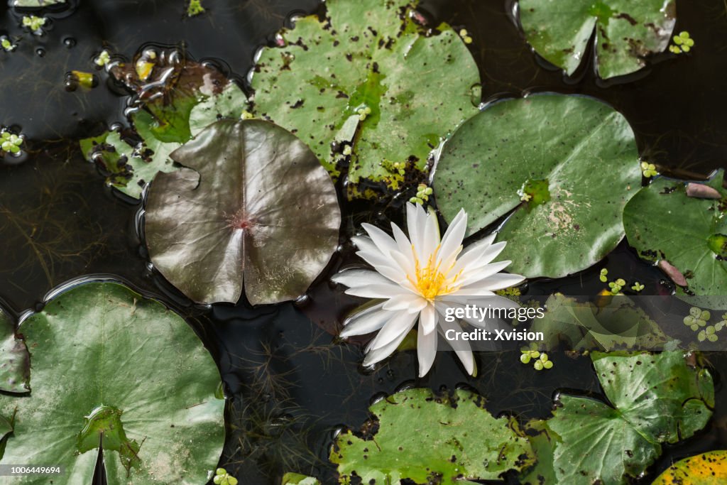 Mutated lotus flower new species blooming