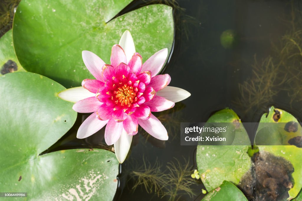Mutated lotus flower new species blooming