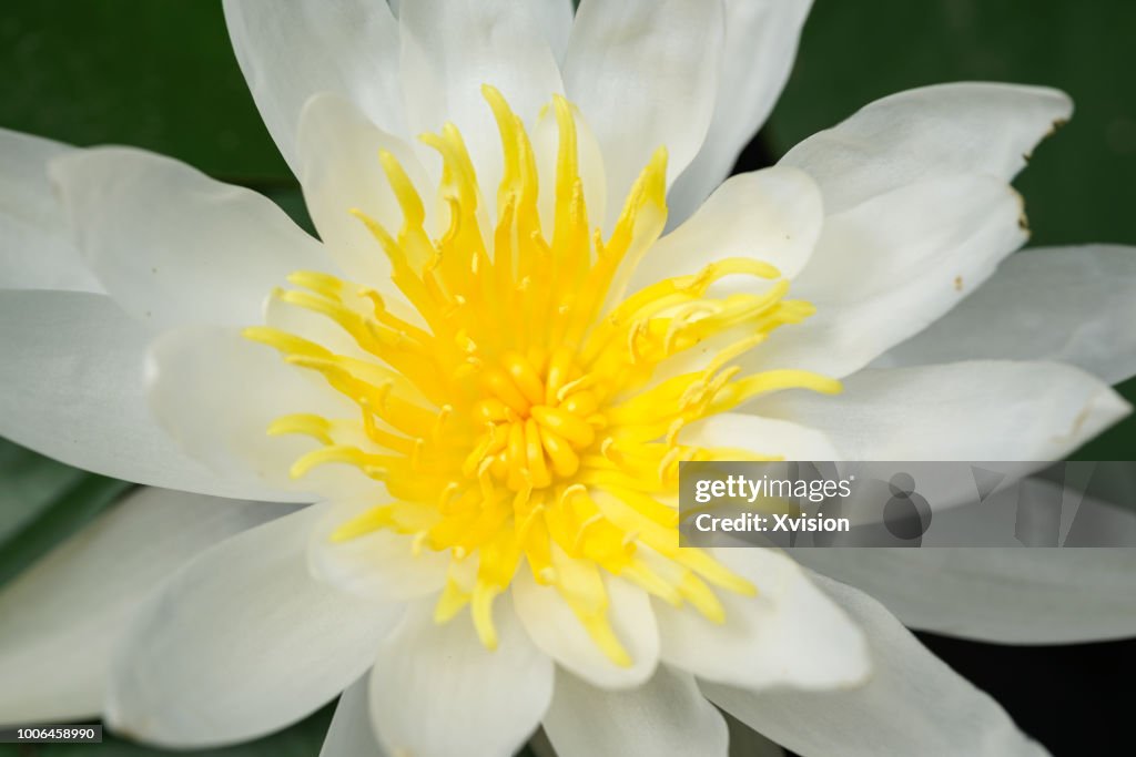Lotus flower new species blooming