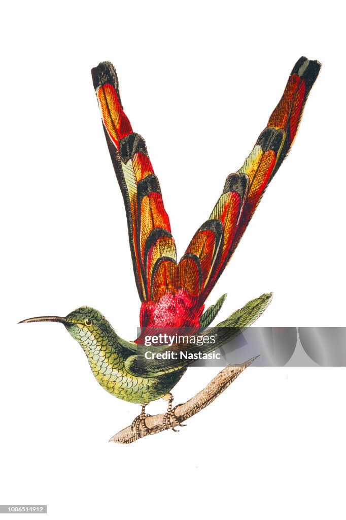 The red-tailed comet (Sappho sparganurus)