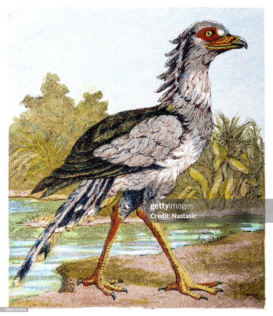 The secretarybird or secretary bird (Sagittarius serpentarius)