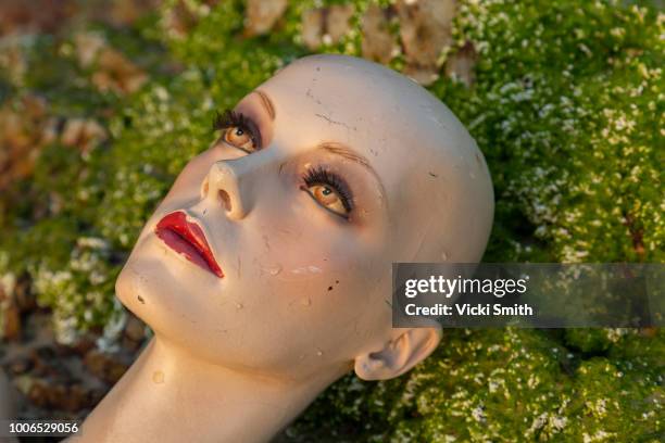 mannequin torso - half mannequin stock pictures, royalty-free photos & images