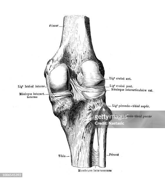 knee - limb body part stock illustrations