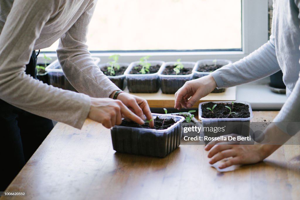 Women planting seedlings indoors