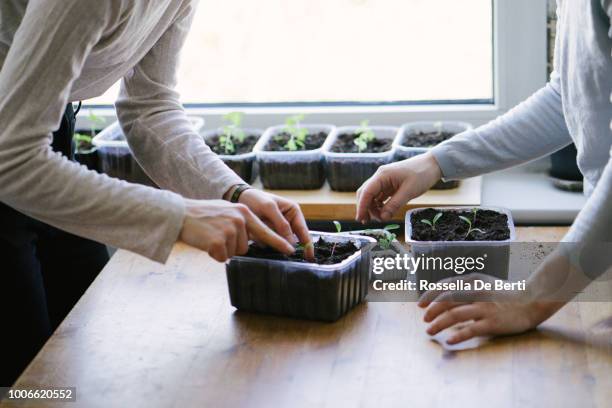 kvinnor plantering plantor inomhus - seedling bildbanksfoton och bilder