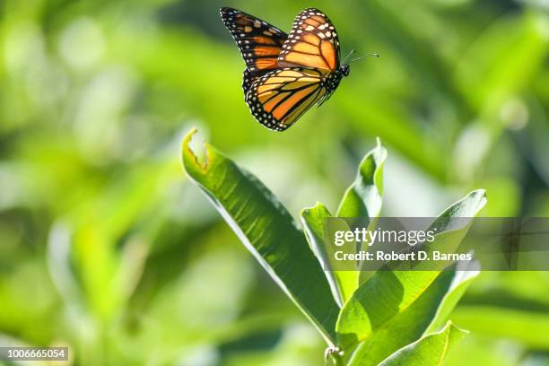 monarch butterfly - butterfly milkweed stock pictures, royalty-free photos & images