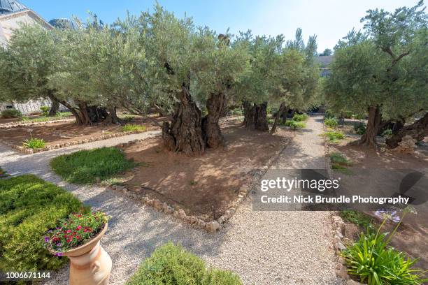 the garden of gethsemane, jerusalem, israel - garden of gethsemane fotografías e imágenes de stock