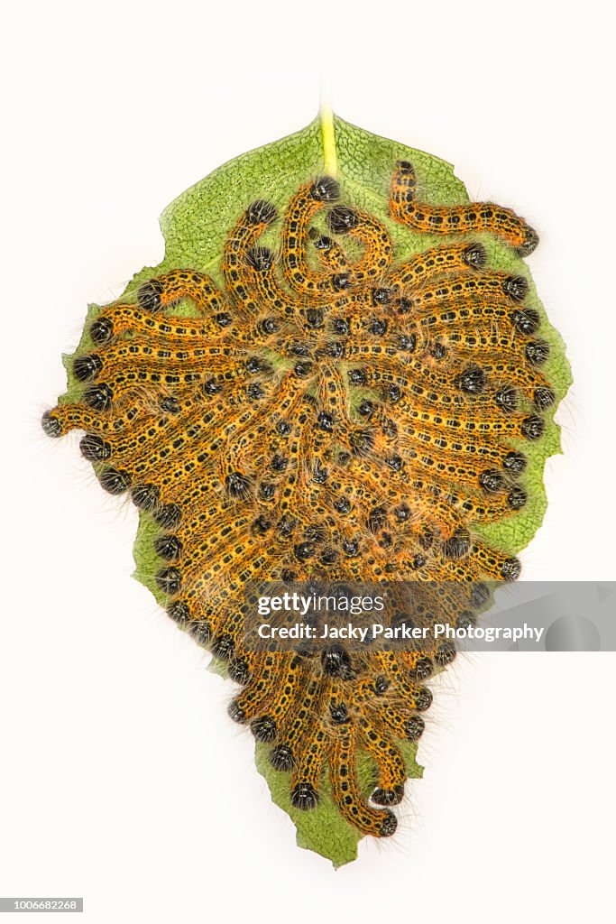 Close-up image of Buff-Tip caterpillars - Phalera bucephala feeding on a green leaf