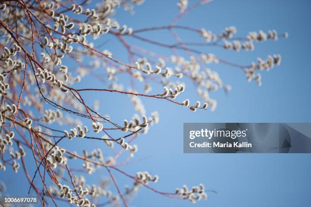 salix caprea willow tree against blue sky - saule blanc photos et images de collection