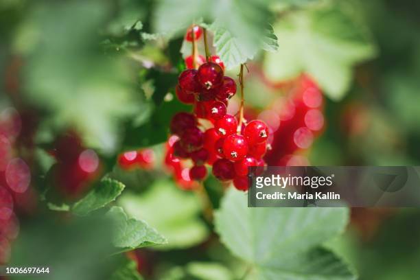 close-up of ripe redcurrant berries ready to be picked - rode bes stockfoto's en -beelden