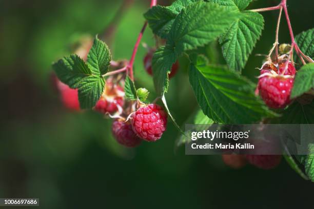 close-up of ripe raspberries ready to be picked - frambuesa fotografías e imágenes de stock