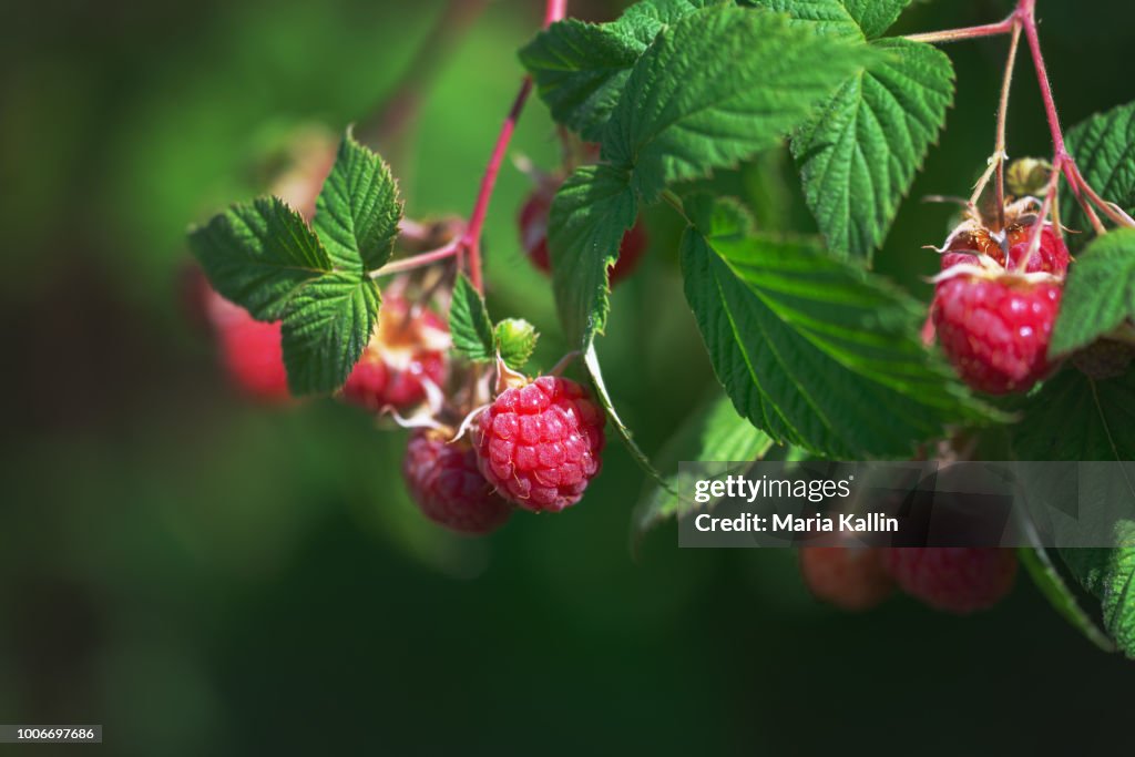 Close-up of ripe raspberries ready to be picked