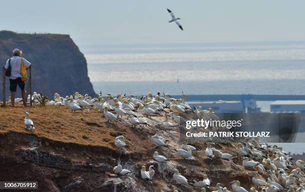 Picture taken on July 28, 2018 shows gannets resting on a cliff near visitors on the German island "Helgoland", northern Germany.