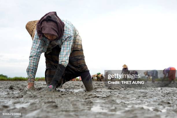 Myanmar Rice Paddy 5,341 Myanmar Agriculture Stock Photos, High-Res Pictures, and Images ...