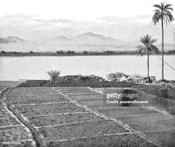 farmland along the nile river in egypt - ottoman empire - nile river agriculture stock illustrations