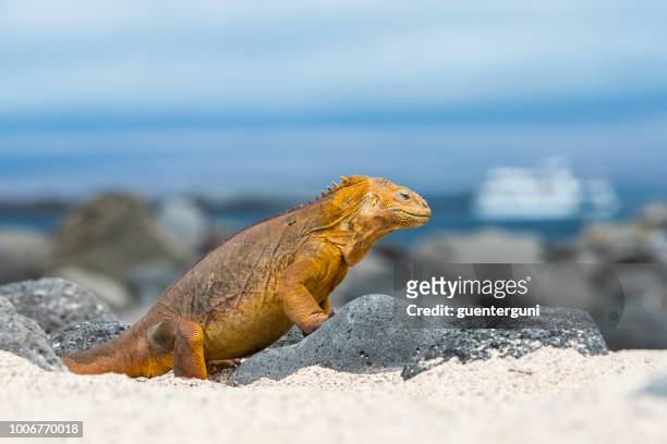 galapagos land leguan am north seymour island - galapagos land iguana stock-fotos und bilder