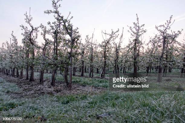 Vereiste Apfelbäume im Alten Land in Niedersachsen aufgenommen. Die Bäume wurden durch Wasserverregnung künstlich vereist, um die Knospen vor...