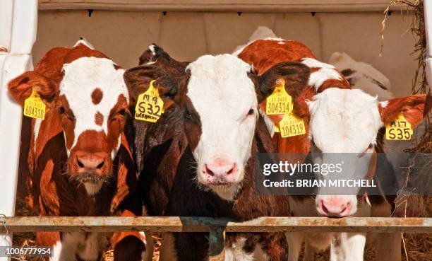 young heifer dairy cows displaying identity 'pass port' trackable ear tags - heifer stock pictures, royalty-free photos & images