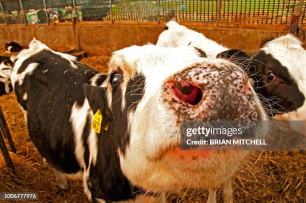 young heifer dairy cows displaying identity 'pass port' trackable ear tags - isle of man stock pictures, royalty-free photos & images