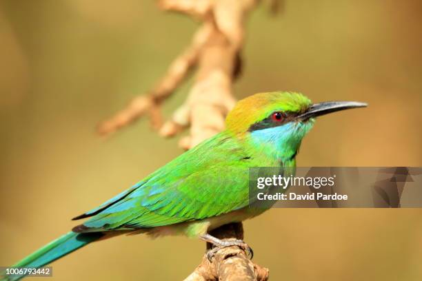 a green bee eater sat on a branch in yala national park - bee eater stock pictures, royalty-free photos & images