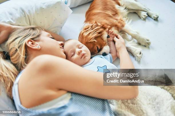 mother napping with her baby and puppy - baby mammal stock pictures, royalty-free photos & images