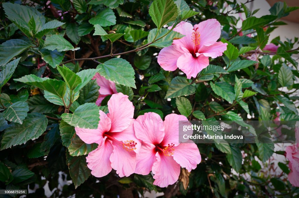 Hermosas flores de color rosa en la naturaleza