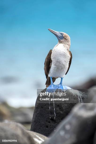 blue-footed booby (sula nebouxii) at galapagos islands, xxl-image - galapagos stock pictures, royalty-free photos & images