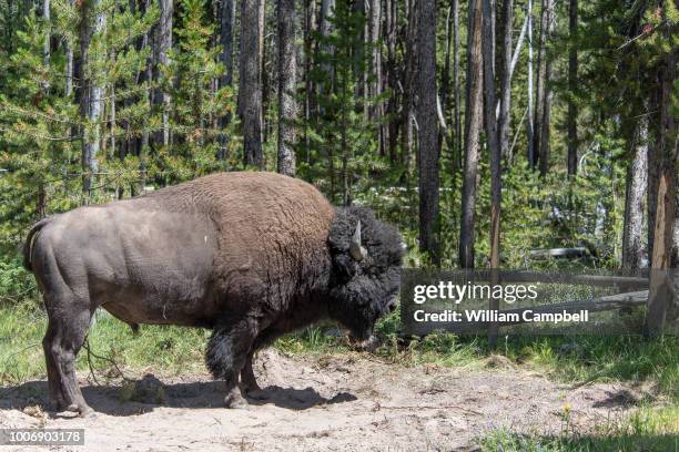 Yellowstone National Park, WY A bull bison is seen in the mixed age forest that partially burned in 1988 on June 30, 2018 in Yellowstone National...