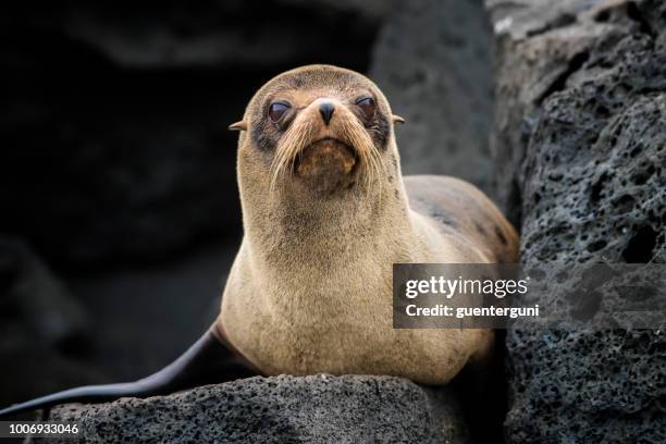 galápagos fur seal (arctocephalus galapagoensis) at isabella island - galapagos stock pictures, royalty-free photos & images